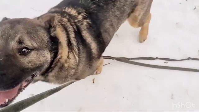 Почему лакомства от Варяга это лучший выбор для Вашего питомца: