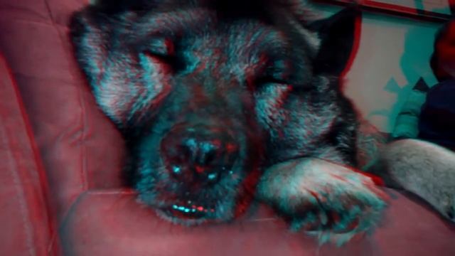 Tango is Sleeping in HD 3D Anaglyph.mp4