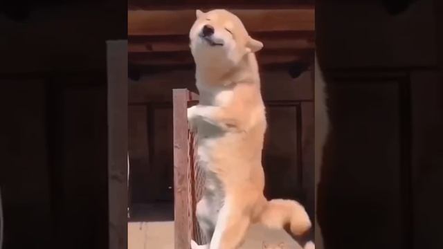 😱😂😂😂😂 собаки тоже ржут, прикиньте.