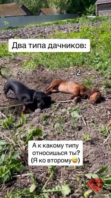 1 или 2? #дачнаяжизнь #дачныесоветы #дача #огород #сад #цветы #дачасадогород