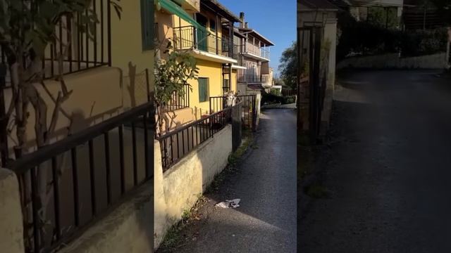 Видео со смешными котиками