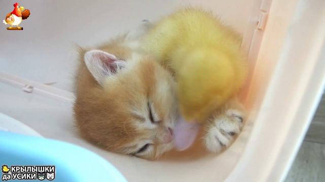 Утята и Цыплята - Кошки и котята - (4) Хвостики да Усики ❣️