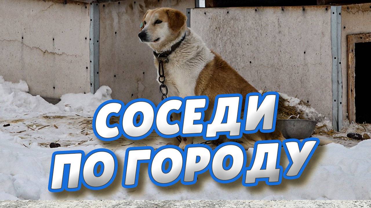 В Муниципальном приюте рассказали о правилах отлова и содержания собак