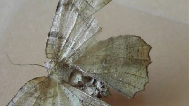 Selenia dentaria (пяденица двулунная)