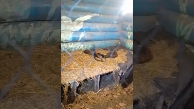 спят детишки...устали....надевались...наигрались