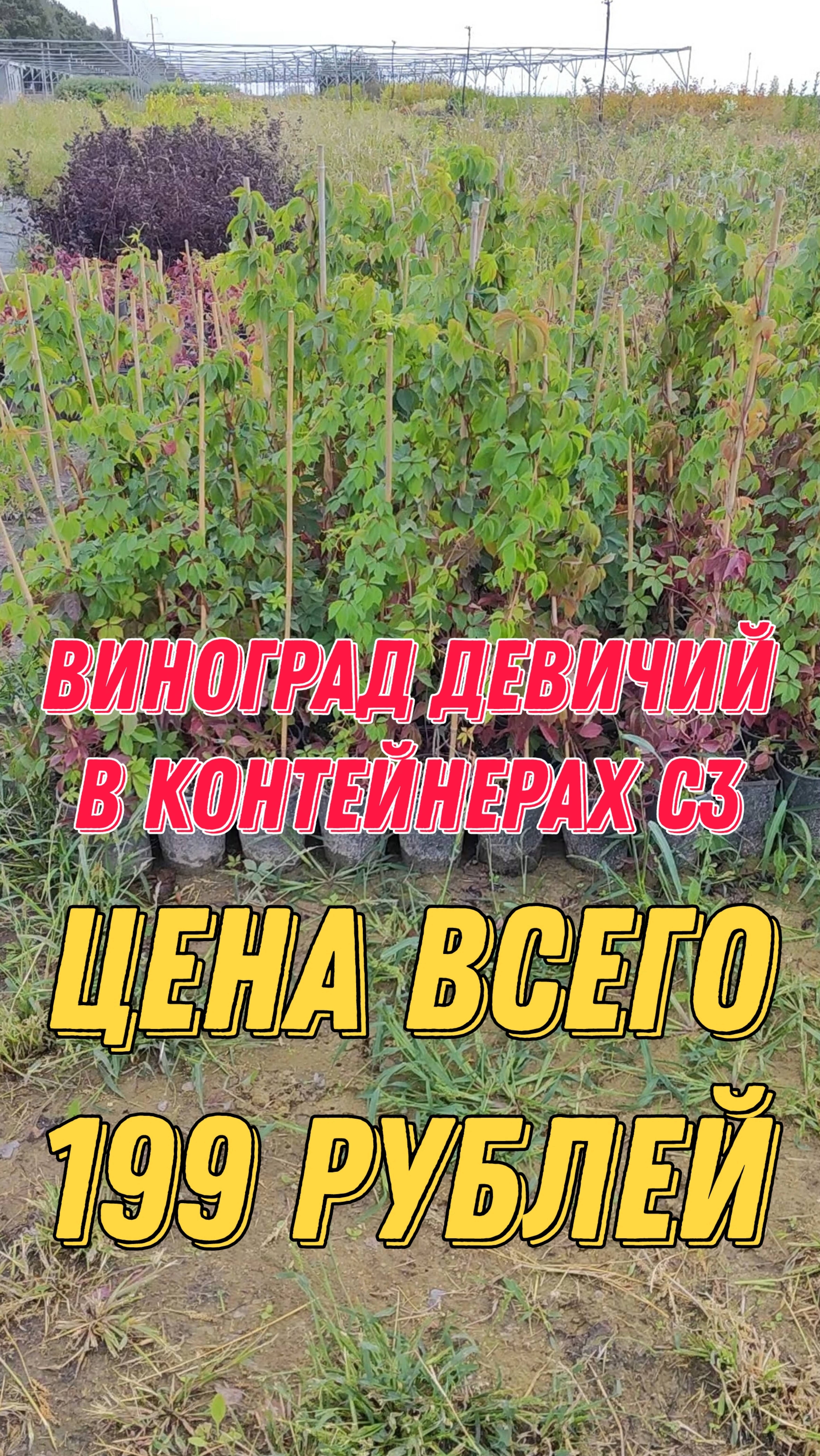 Виноград девичий в контейнерах С3. Цена 199 рублей! Обращаться по номеру в What's App +79257080011