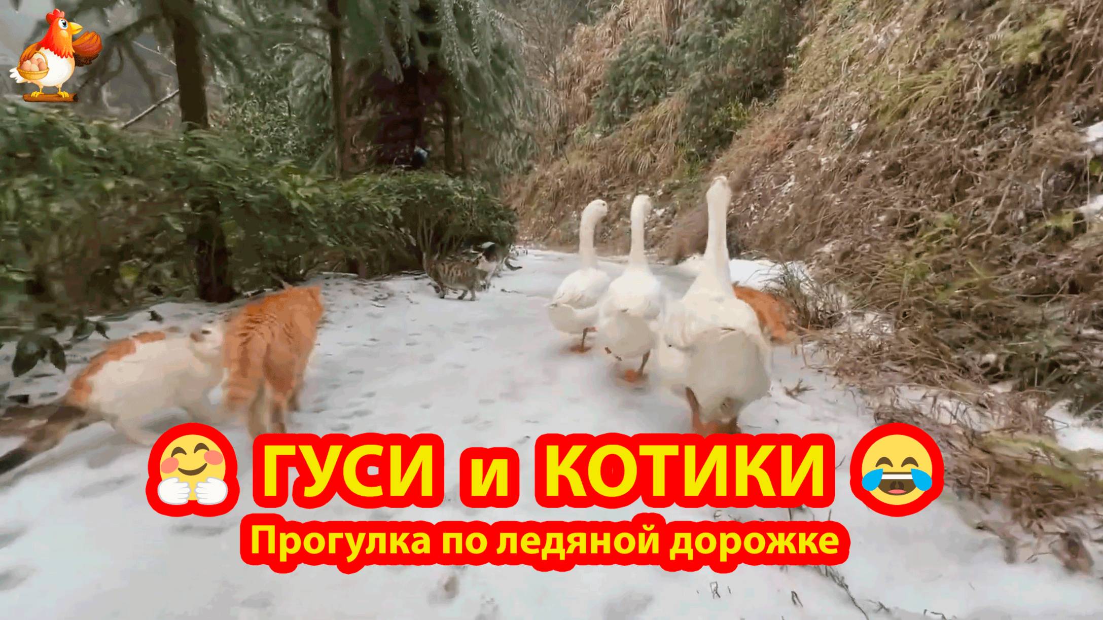 Три гуся и три Кота шагают по снегу и льду