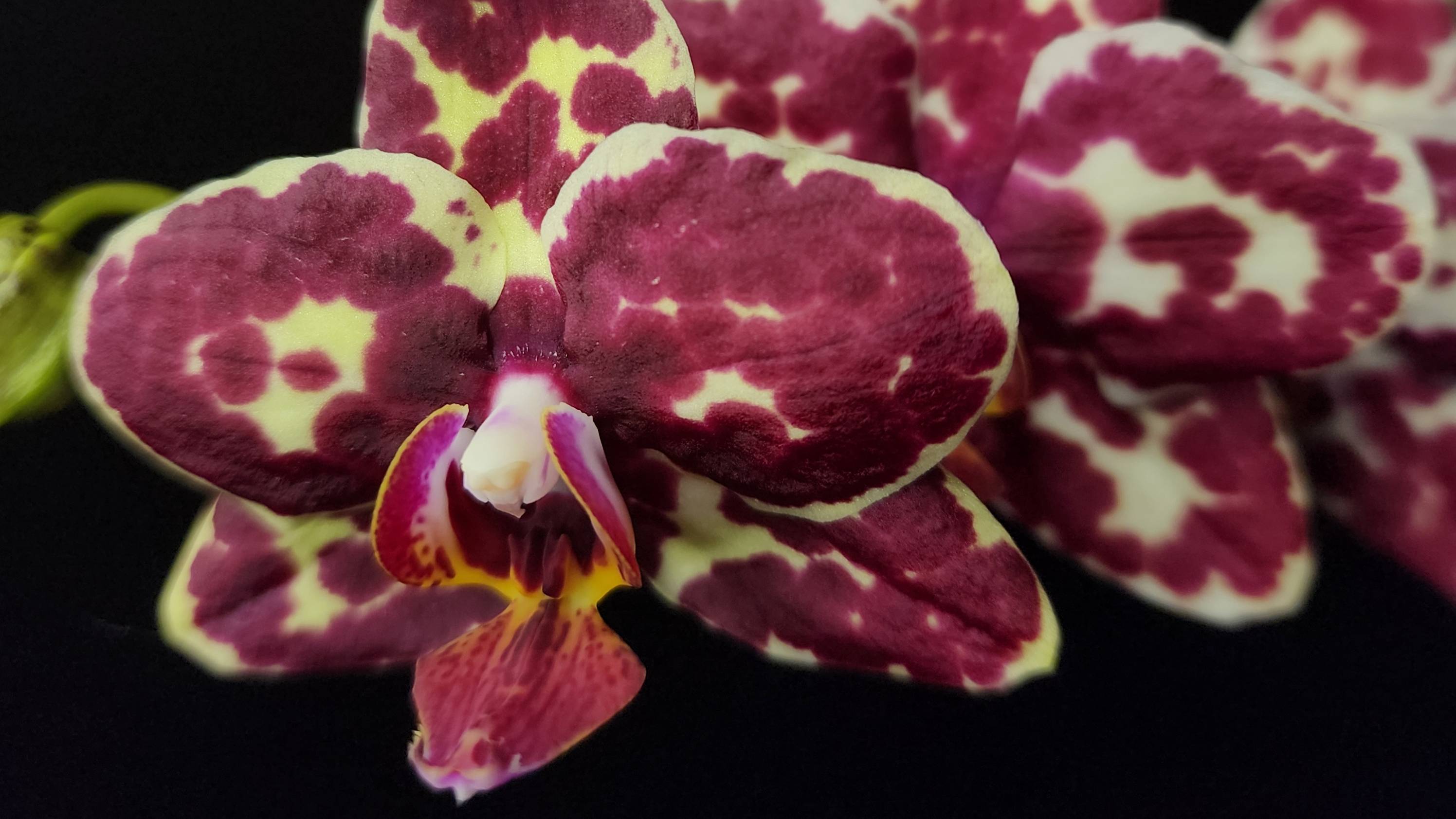 Phal. I-Hsin Adzuki Bean