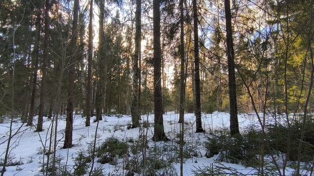Солнечный день в зимнем лесу. ч.1. Январь 2025
