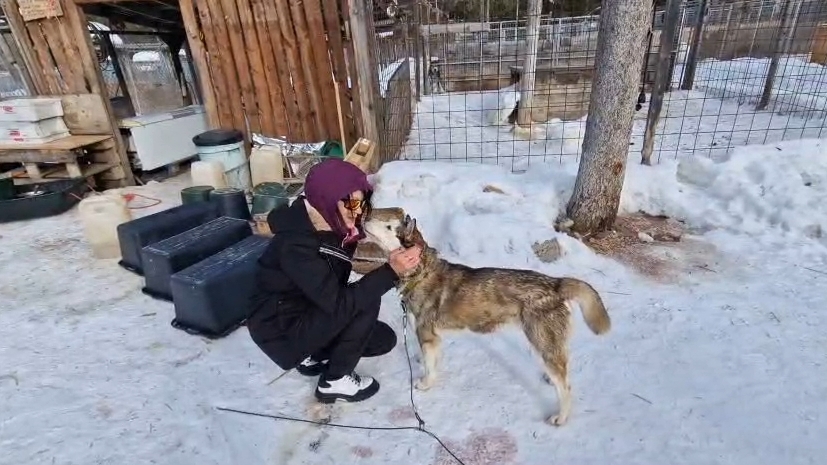 Alaskan huskies. За Арктическим Кругом. Без прикрас.