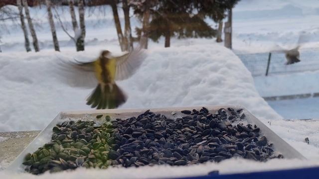 Самка снегиря