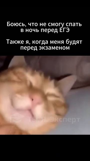 Когда будят перед экзаменом