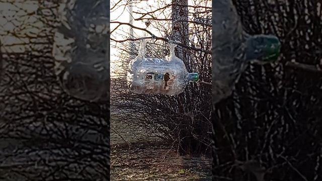 Воробушки в большой кормушке клюют корм
