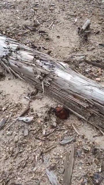 Если бы Это не Снял на Камеру, Никто бы не Поверил / Сказочная Карелия #shorts #mushroom #forest
