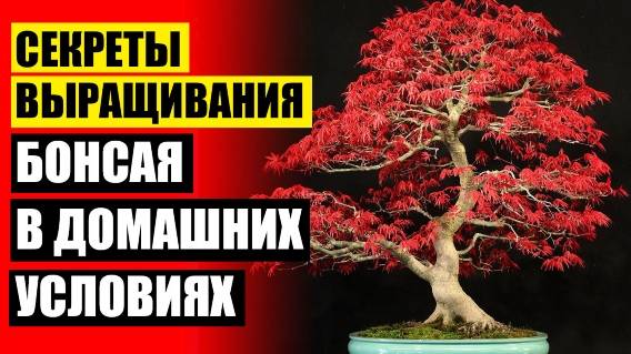 Домашние цветы с названиями и фото не цветущие 🔥 Маленькое японское дерево в горшке