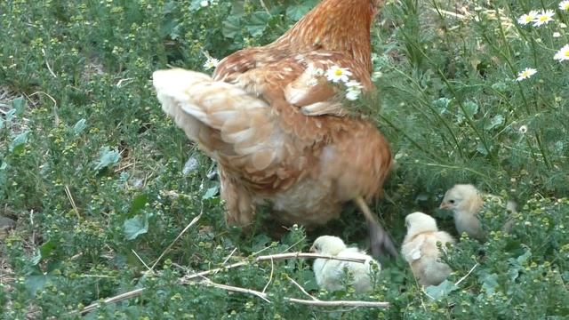 КОГДА НАС НАКОРМИШЬ)?.Видео Татьяны Крестьянсковой