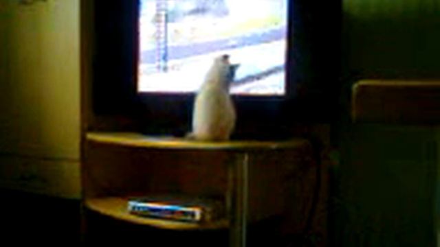 The cat's watching F1