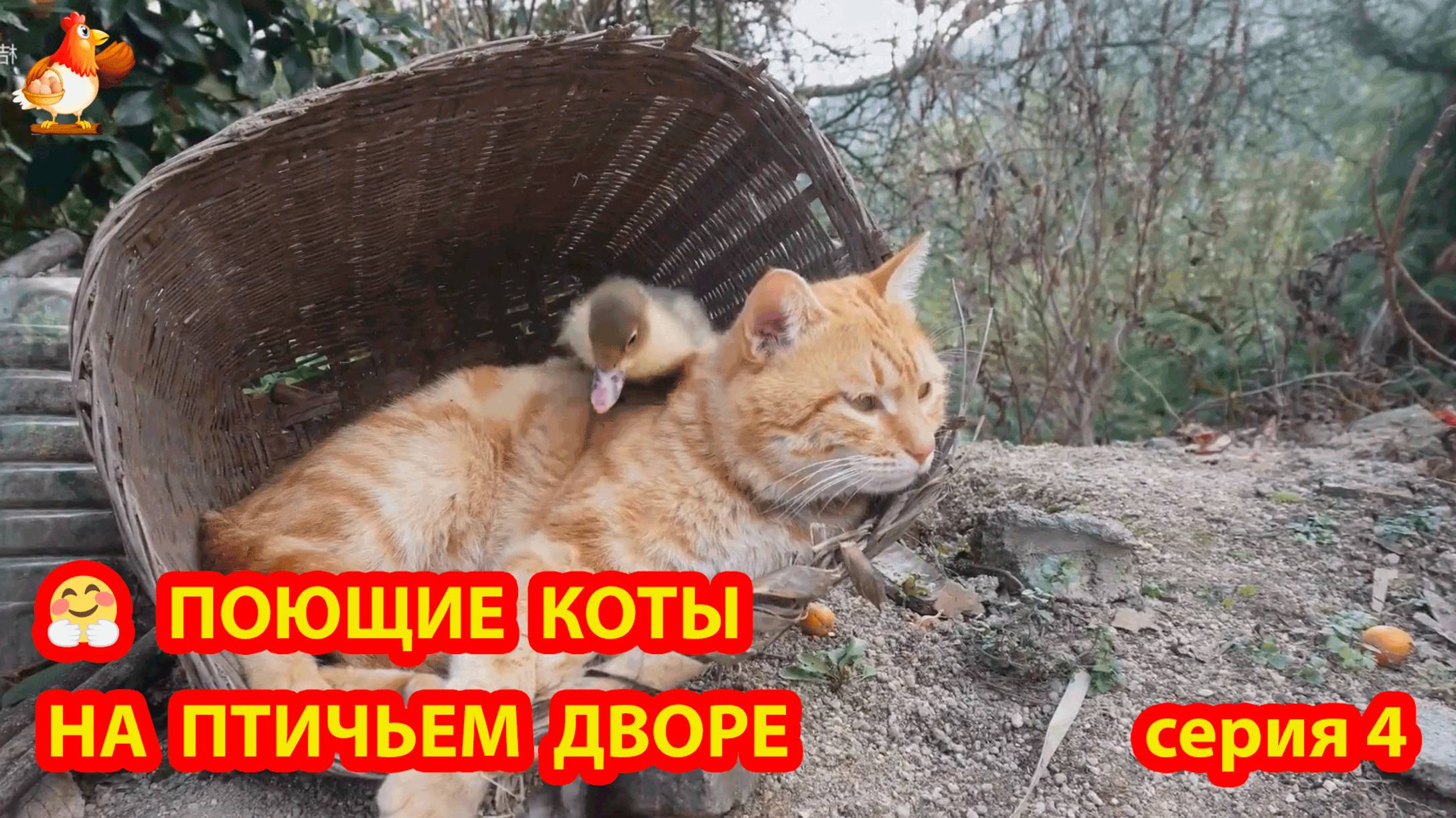 Крутые коты у птичьего двора серия 4 🐈🐈⬛😹 Природа Абхазии и подворье с птицами и животными ❣️