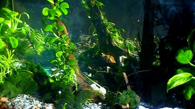 Aquarium в солнечных лучах.