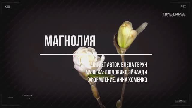 "Магнолия", стихи Елены Герун