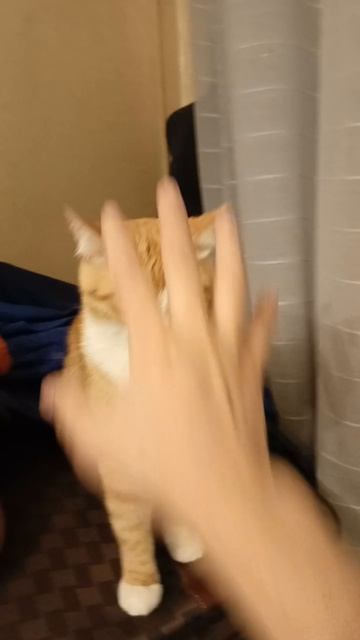 scene_output.mp4