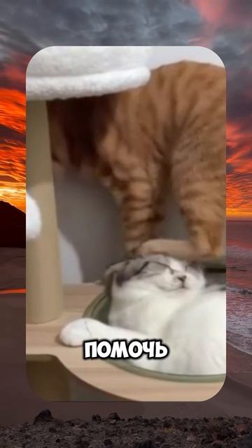 😂 ROMEO BARSKIY 🙀 БЕСПЛАТНЫЕ ПЕЧЕНЬКИ 😋 #romeobarskiy #mrromeobarskiy #romeo_barskiy #cat