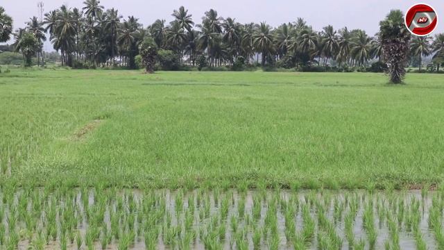 5 ACRE LAND FOR SALE | LOW BUDGET PROPERTY SALE | AGRICULTURAL CULTIVATION COMPACT  LAND PROPERTY T