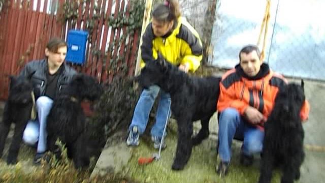 все питомцы в гостях. Роман-Кош Батый, Венеция, Евридика и Ива Баско