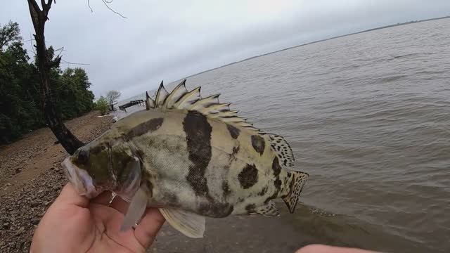 Ловля хищника на реке Амур, Сом, Ауха, Верхогляд.