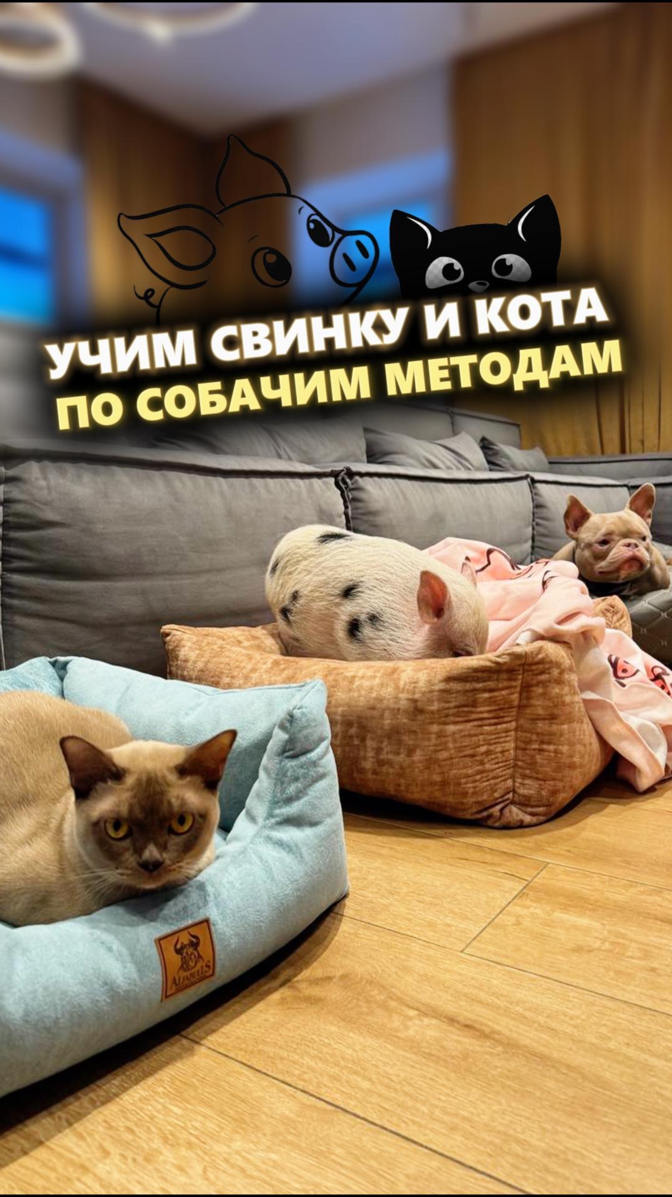 Кто умнее свинья? Кот? Или собака? Вы как считаете?