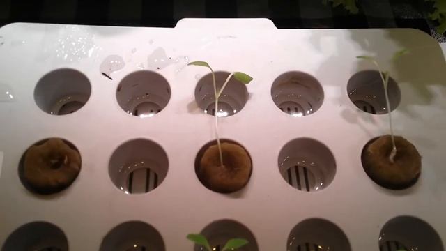 Cos/Romaine Lettuce challenge, Vailan v Little Gem v Thimble, Propagation v Nursery box v LED light