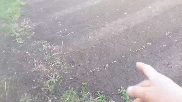 сажаем жимолость продолжаем огородные дела