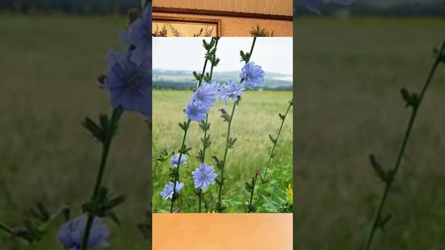 Пью цикорий и появился жидкий стул почему