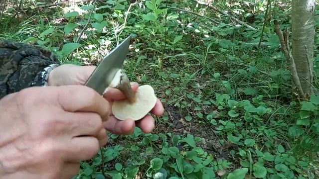 Знакомство с северным лесом.