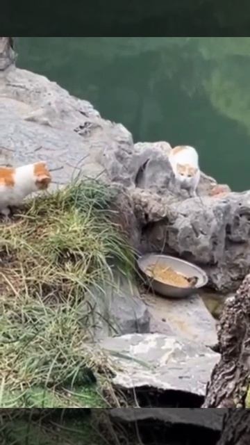 _ohotnika_yapfiles.ru