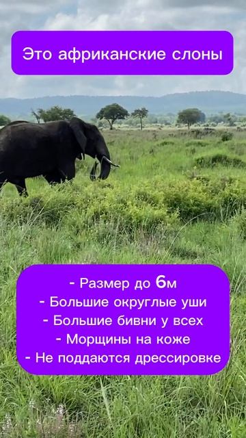 Точно ли слон на пачке чая индийский? #слоны #чай #cheftea #индийскийчай #индия