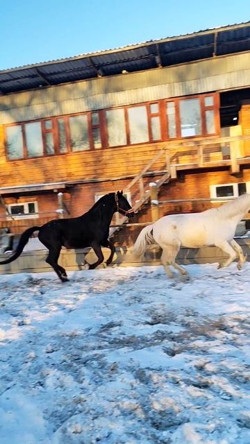 Выходной у лошадей