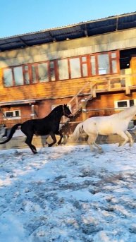 Выходной у лошадей