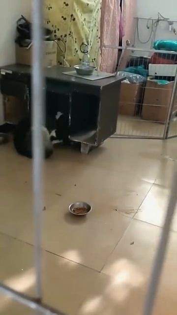 Коты vs собаки