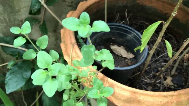 My oregano
