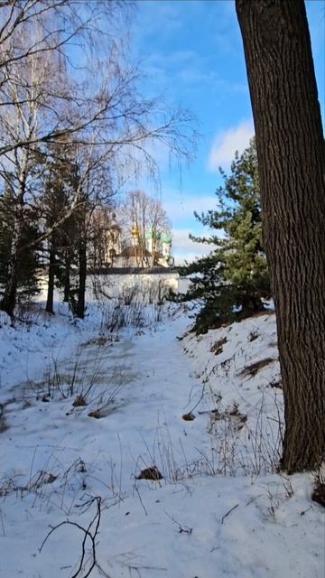 Кедровая роща в Свято-Введенском Толгском женском монастыре города Ярославль