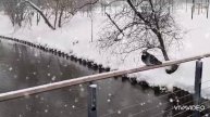 ❄️❄️❄️ПАДАЛ БЕЛЫЙ ПУШИСТЫЙ КРАСИВЫЙ СНЕГ...❄️❄️❄️