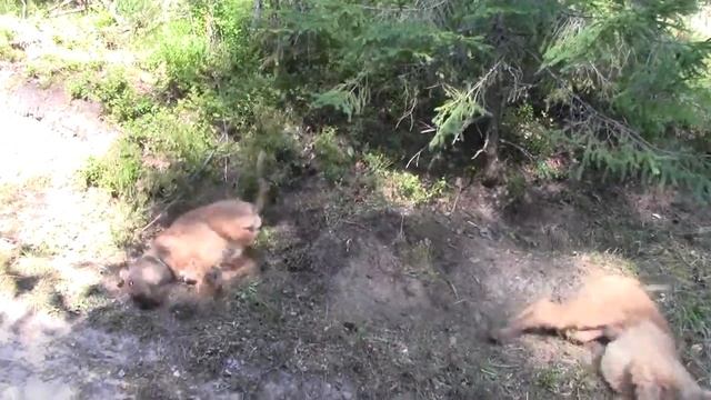 Ирландские терьеры: вытирашки после купания2014