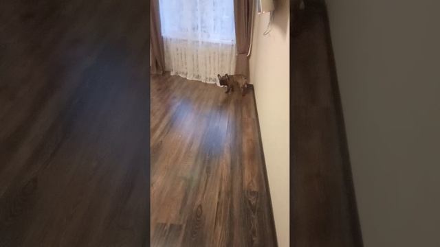 чистим аквариум а потом Якурка напоносил