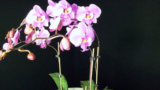 Phal. Shilleriana TKB V