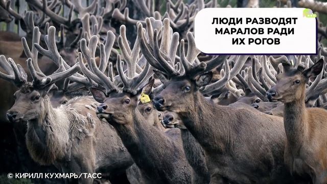 В чем тайна маралов?