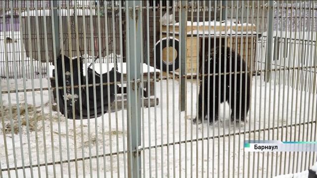 Медведица из барнаульского зоопарка не может ужиться с новым соседом