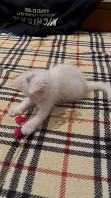 Кот Кокос: играет