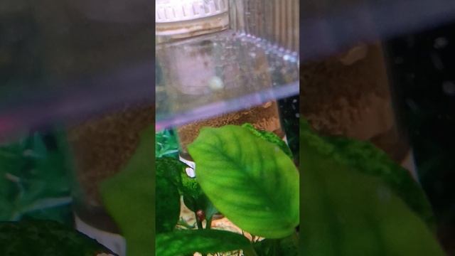 роддом ...), моллинезии снежинка велифера+ Молли баллон чёрный высокоплавничный. 21.01.2025.