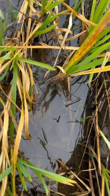 Заговор на щуку #рыбалка #водкагренадин #fishing #рыболовная #заговор